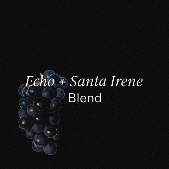 Panama + Guatemala — Echo + Santa Irene Blend