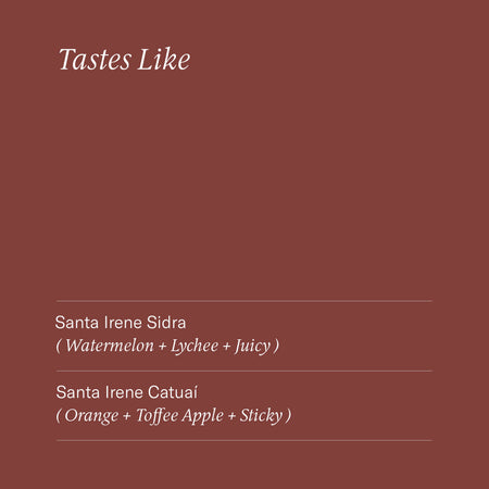 The Santa Irene Collection