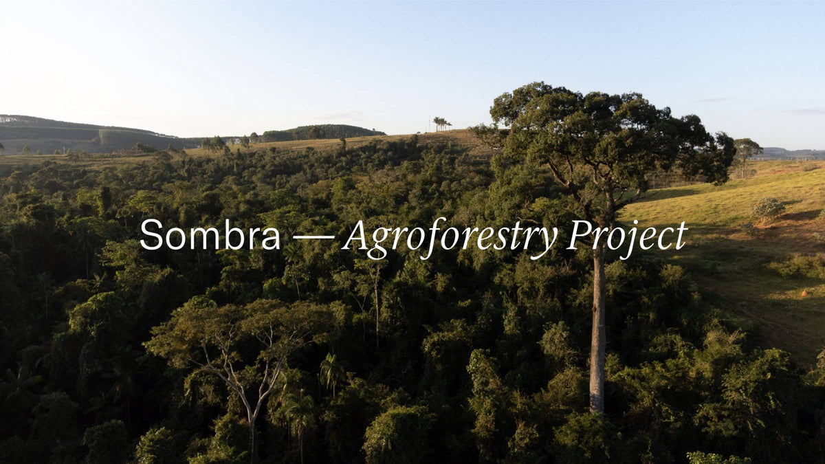 Native Atlantic Forest canopy rising above a Brazilian hillside