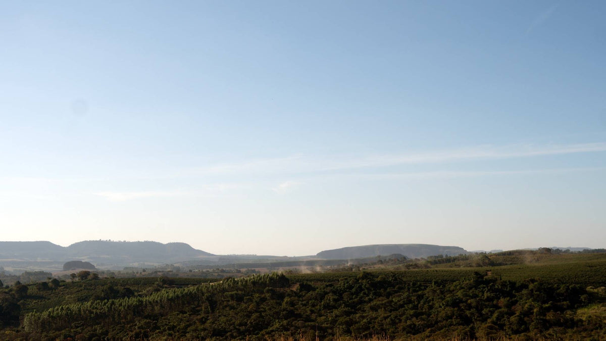 Coffee rows and forest under an open sky on the Sombra plot